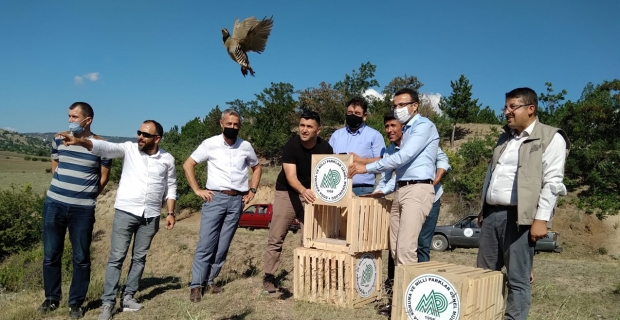 Osmancık'ta 450 adet keklik doğaya salındı
