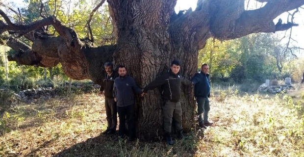 10 asırlık ağaç koruma altına alınacak