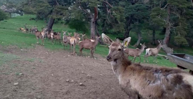 8 geyik üretilerek Osmancık'ta doğaya salındı
